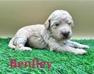 Bentley